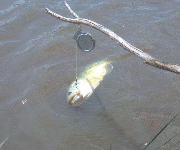 Yo Yo Reel Fishing Blackthorn Forum